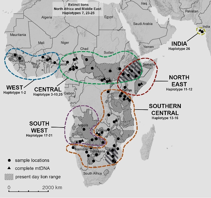 Lion Classification Chart