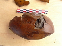 Calabash preserved in waterlogged conditions.