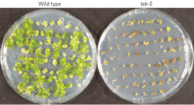 T-DNA integration in Arabidopsis roots: wild type Arabidopsis roots have successfully integrated T-DNA into their genome, while teb-5 Polymerase θ-deficient plants are unable to integrate T-DNA into their genome
