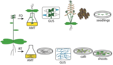 Agrobacterium-mediated transformation (AMT) of Arabidopsis via floral dip (FD) and root transformation (RT)