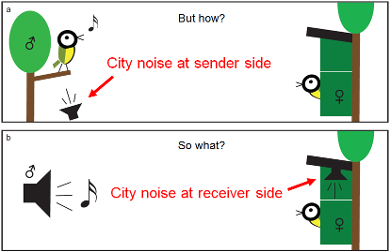 a) Experimental exposure to a singing male outside a nest box and b) Experimental exposure of a listening female inside a nest box (cartoons by Wouter Halfwerk)